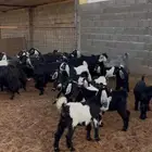ماعز عوارض للبيع مع عيالها عدد12 بالفحل