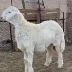 مشروع فحل كفو