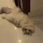 قطه عمر 4 شهور