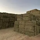 برسيم   صافي البيع بتريلة