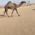 قعود