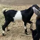تيوس للبيع