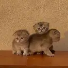 للبيع سكوتش قولد دبل فولد تم البيع