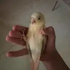 كنيور مون شيك أليف