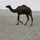 بكره مجهم للبيع