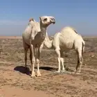 قعود كفو فل الفل للبيع