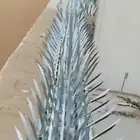 يطرد حمام او عصافير