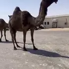 للقحه مجهم ام ثالث