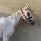 فرس شعبيه