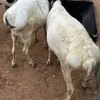 طليان برابر جذعان عددهن 15