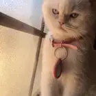 سكوتش ستريت لتزواج