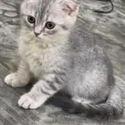 قطوه سكوتش فولد