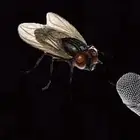 ذبانه للبيع ذكرا