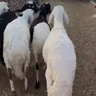 ذبايح للبيع جميع أنواع الذبايح