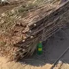 جريد نخل منظوم