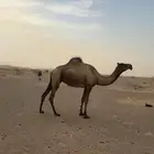 للبيع البل جمله ولا تفريد