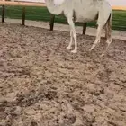 ناقة حايل