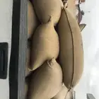 حب خريف
