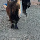 فحل عارضي ( كفوو ومنتج