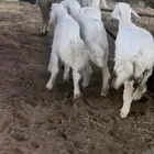 متوفر لدينا حريات