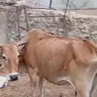 بقره جامع للبيع وولدها عمره تقريبا  5 شهور والبقره دافع