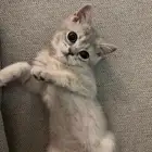 قطة سكوتش ستريت شورت هير