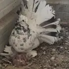 حمام شمسي هندي اوفر