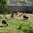 معزا مراح واحد العدد 27 تحتها 16