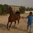 مهره واهو