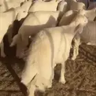 خرفان ناهي جبر صنف الصنف