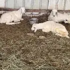 بهم فيه رخاوه مايقوم للبيع