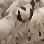 سوكان حمري