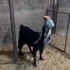 العنز رباع حايل