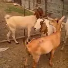 غنم