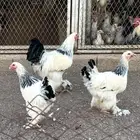 دجاج براهما كونك