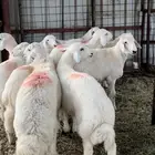 طليان الموقع المحاني