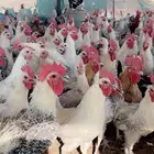 ديكة ودجاج فيومي الامنيوم الديكة اكثر من الدجاج