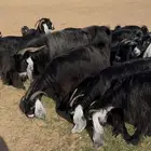 معزا عوارض صنف