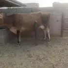 بقرة هولنديه للبيع