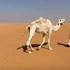 رحول وضحى للبيع