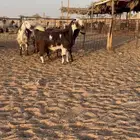 تم البيع. معزا مصريات