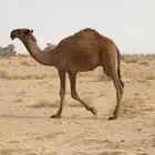 قعود رماني كفو