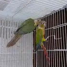 زوج كنيور مع فرخين تم البيع