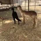 ثنية تحتها رخل صنف