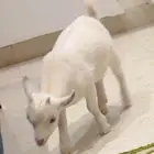 تيس قزم