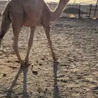 قعود قصب