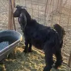 للبيع تيس