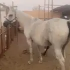 فرس شعبيه تحتها مهر للبيع