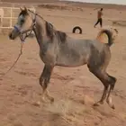 مهره تقلب صفراء