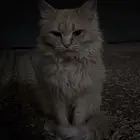 قطوه للتبني